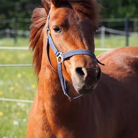 Aasesminde Bed & Breakfast *