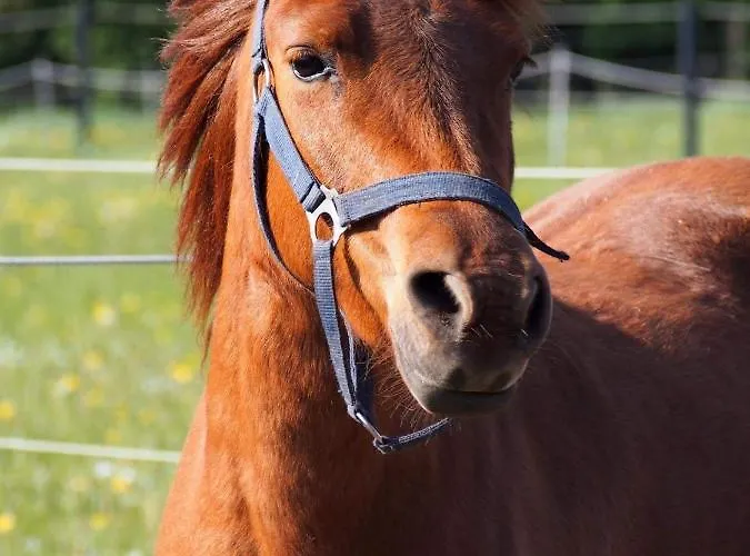 Aasesminde לינה וארוחת בוקר *